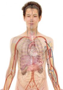 human body