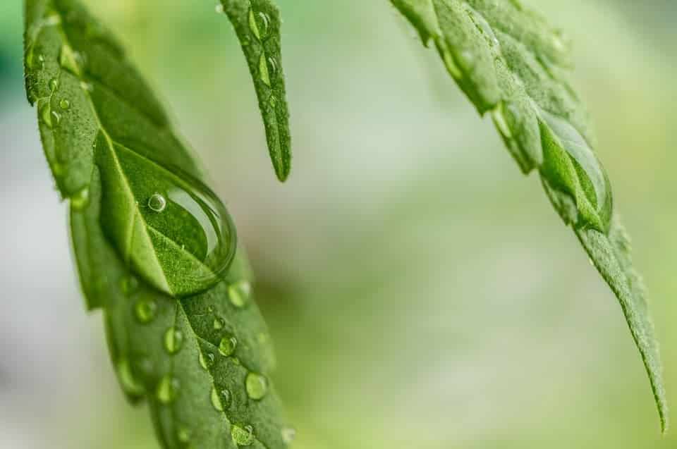 close up of a cannabis leaf