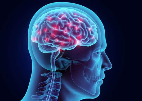 3d image of human brain inside skull