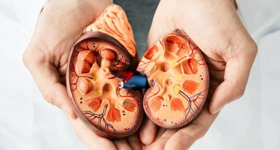 kidney health