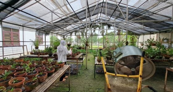 orchid greenhouse