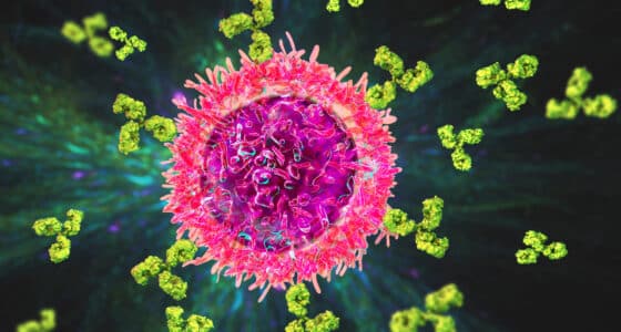 B cells